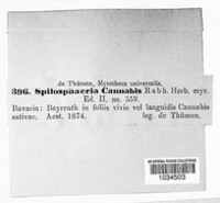 Septoria cannabis image